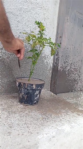 Serrano Pepper Care and Maintenance #chile