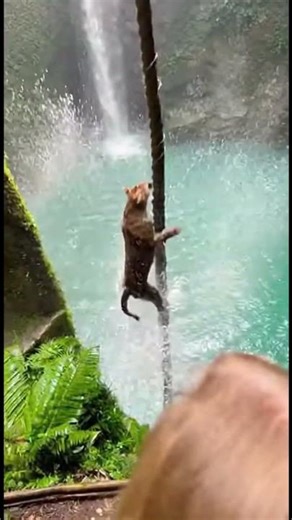 Viral jungle clip baboon grabs vine, leopard falls then comes back!😳🐆