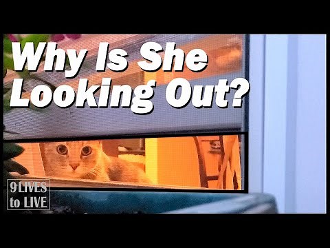 Optimize Your Windows for Your Cat: The Best Cat Entertainment