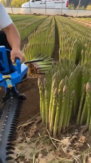 Harvesting Fresh Asparagus With a Power Cutter #shorts