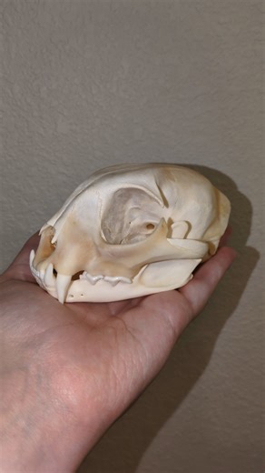 Bobcat Skull #shorts #skull #skeleton #bones #bobcat #cat #cats #carnivore #lynx #teeth