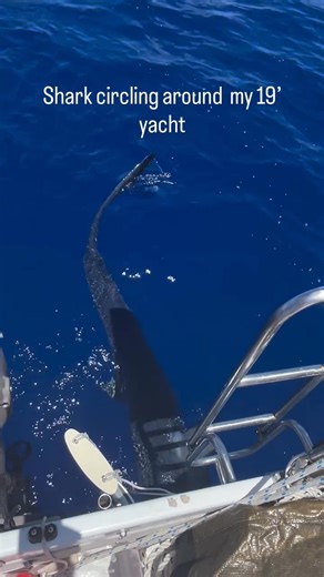 While all the MGR2025 fleet settled in Durban, John Blinky Blenkinsop has a Fantastic Adventure sailing toward homeland Australia 🤩 #pacific #experience #pacificocean #shark #sailinglife #sailing #yacht #sailinginstagram #ocean #classglobe580 #classglobe580australia #yachtlife #instagram #australia #sharks | Mini Globe Race
