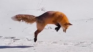 Fox pounces head first into snow and catches mouse