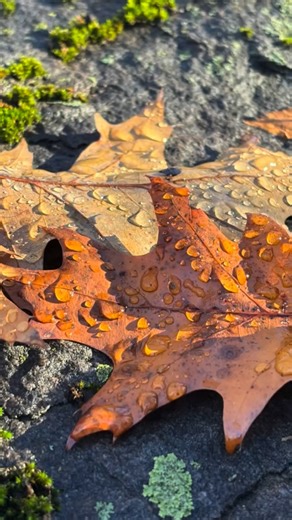 “… the wild geese are heading home again.” From a beloved poem by @maryoliverofficial that always haunts me this time of year. | Ashley Wolff Art