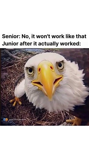 Senior dev vs Junior dev be like...