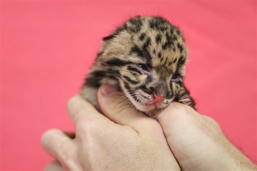 Nashville Zoo celebrates birth of clouded leopard cub, acquires sibling pair