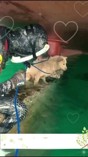 Propeller Puppy Rescue. #dogrescue #doglife #doglove