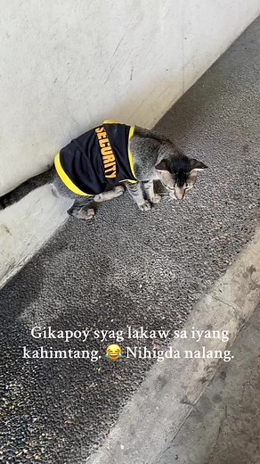 Tawn sd ani among security guard oy. 😂 #catsoftiktok