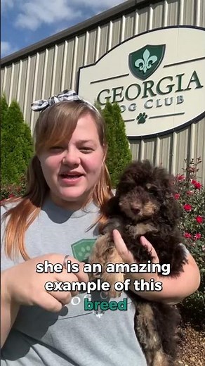 Mini Poodle Breed Spotlight | Smart, Adaptable & Family-Friendly Dogs | Charlotte Dog Club