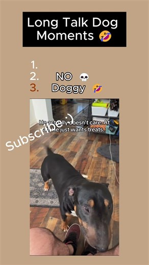 Long Talk Dog Moments 🤣