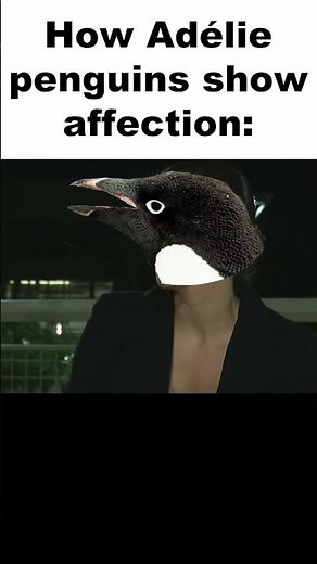 Adélie Penguins When It's Time to Provide Gifts