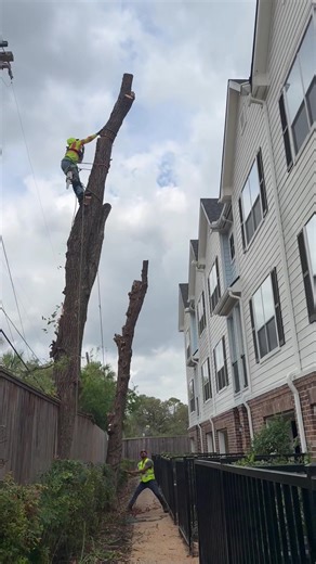 Solís Tree Service (@solistreeservices)’s videos with Pa' Donde Gano El Venado - Oro Norteño