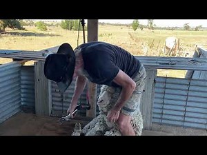 Sheep Crutching with Gav Hagar