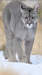 Did you know pumas hold a Guinness World Record? 🏆 They’re officially the mammal with the most names, over 40 across different regions! Their scientific name Puma concolor means “large feline with one solid colour” but these wild cats actually have various stunning shades of rust, grey, and tan. #EarthCapture by @henriqueolsen . . . . #Puma #GuinnessWorldRecord #Mammals | BBC Earth