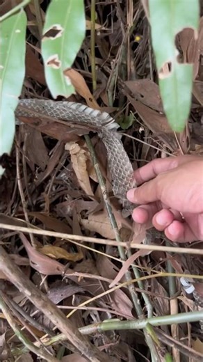 Set up nets to catch snakes that have just shed their skin.