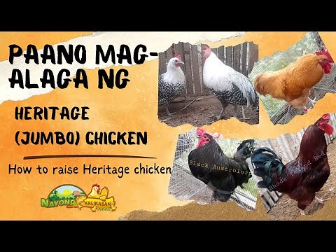 How to raise Heritage Chicken in the Philippines?