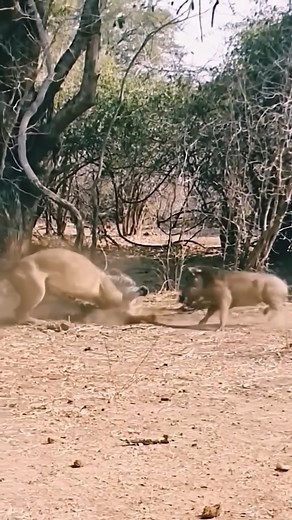 90K views · 263 reactions | big battle.  The warthog went to hit the leopard too. . . #thinline #NationalOysterday #championsleague #doghealth #JamieFoxx #leopardprint #leopards #day10 #leopardgecko #floydmayweather #animals #nationalpark #youtubeshorts #safarilife #wildlife #porcupinesof #big5safari #nationaldogday #lion #leoparddress #nationalparkgeek #nationalparks #porcupinemeatballs | D3 Animals | Facebook