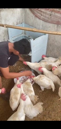 5.5K views · 35 reactions | harvesting eggs #jrbackyardfarm #highlightsシ゚ #jrbackyard #layerchicken #everyone #fertileeggs #Alagangbattlecock | Jr backyard farm | Facebook