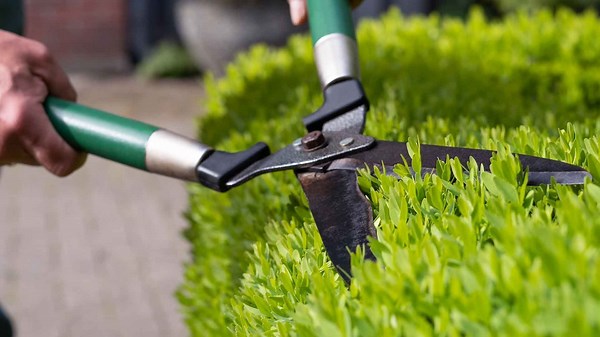 Buchsbaum perfekt schneiden: So bleibt er gesund & in Form