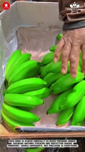 Banana Packing Process: Careful Sorting and Neat Crate Arrangement #gardeningtips #smartfarming