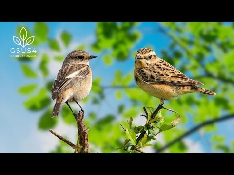 Birds Singing for Relaxation - 11 Hours of Calming Nature Sounds and Chirping Birds for Sleep Well
