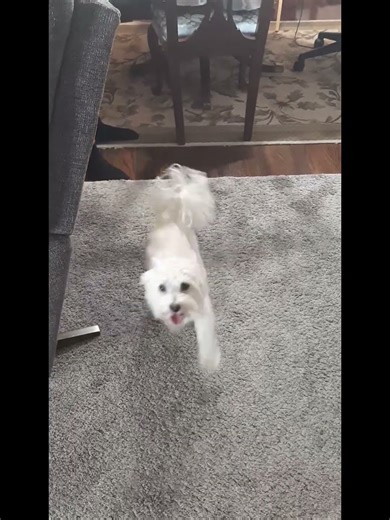 Max edit. #max #maltipoo #puppy #cute #adorable #dog #edit #helpmegoviral #helpthisgoviral #foryou