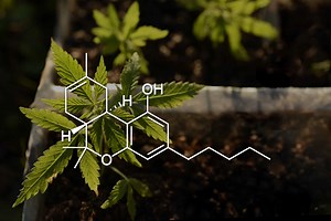 CBD, Delta-8 & Delta-9 THC – What You Need To Know
