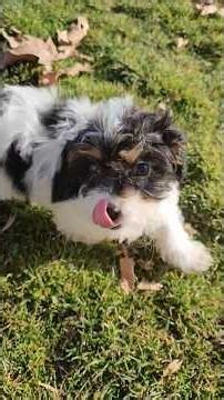 Cutest Little Cavapoo Pup 🐶