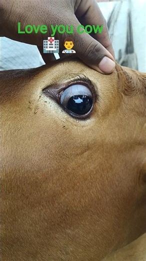 #short #viral #video #sad🏥🏥#subscribe🤷🤷..🥺..#me#sports 😲..