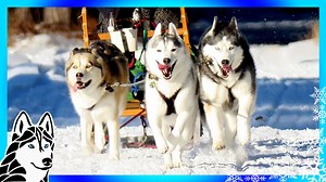 39K views · 4.6K reactions | The other day we went on a dog sledding...