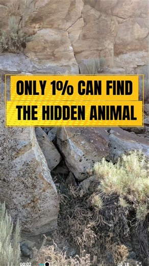 Only 1% Can Find The Hidden Animal 👀#shorts