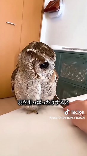 かわいいフクロウの魅力と扱い方
