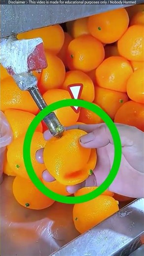Japan’s Fake Oranges? 🍊😲|| #shorts
