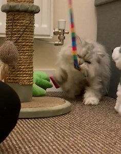 1K views · 144 reactions | STRAWBERRY HAPPY EVER AFTER ALAN is settling into his new home. Cats like Alan who came matted and a bit shy, blossom in a new patient home. This is him just one day into his new home!! | Strawberry Persian Pedigree Cat Rescue UK | Facebook