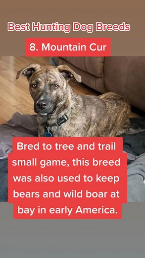 Top Hunting Dog Breeds for Your Outdoor Adventures