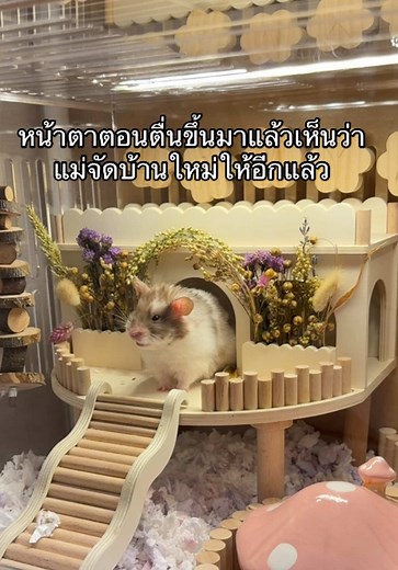 จัดกรงแฮมสเตอร์ใหม่ — ไอเดียง่ายๆ ให้หนูแฮมสเตอร์แฮปปี้