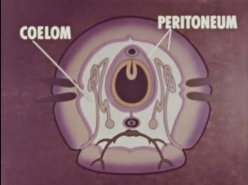 Annelid Worm Segmentation: Evolutionary Body Plan & Nerve Cord