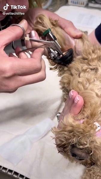 Foxtail Removal from Dog's Ear by Veterinarian