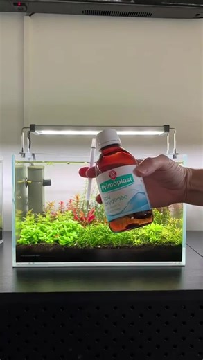 Treating Cyanobacteria in Aquariums with Hydrogen Peroxide