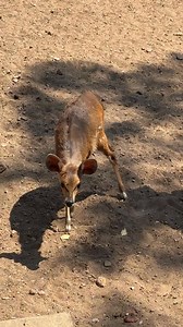 61K views · 1K reactions | Tiny Bushbuck 殺歷 #wildlife | Wildest Kruger Sightings | Facebook