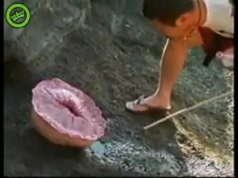 Weird Exploding Sea Creature