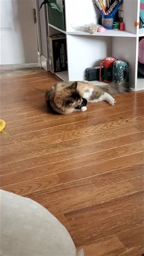 Sneak attack on the yarn ball! #kitten #cute #cat #pets #sheltercat