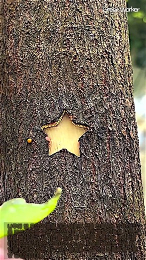 죽은 가지도 살리는 마법의 별 모양 식물 접목법 #grafting #nature #gardenideas