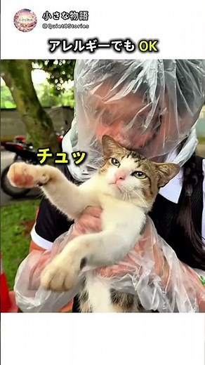 How to Deal With Cat Allergies