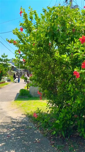 徳島・出羽島｜車が走らない静かな離島Tebajima Island, Tokushima | A Quiet Car-Free Island