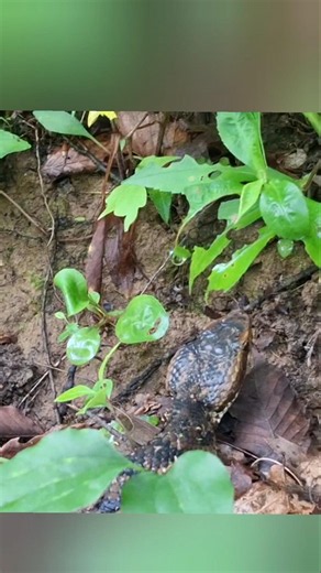 Venomous Cottonmouth #snake