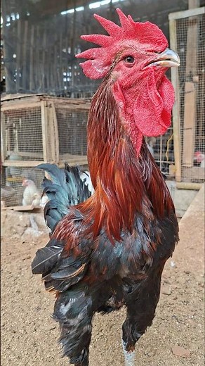 Big chicken crowing sound #rooster #chicken #hen