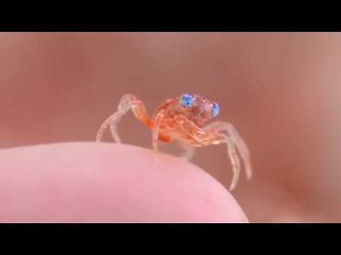 Baby red crabs return!