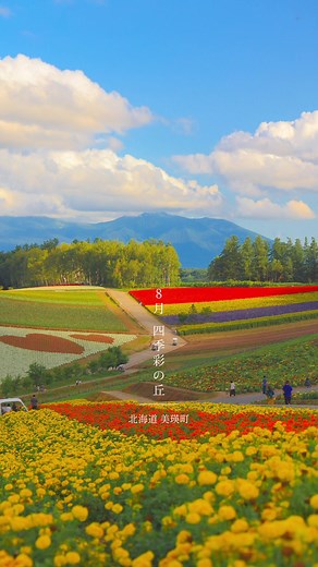 美瑛町の四季彩の丘で楽しめる絶景