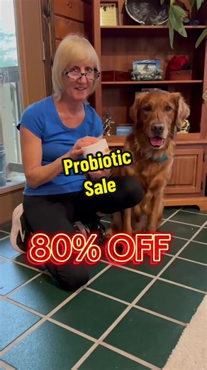 Maintain Your Dog's Health with Probiotics